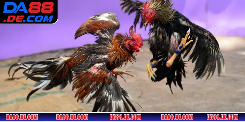 Khai thác điểm yếu từ các chiến kê