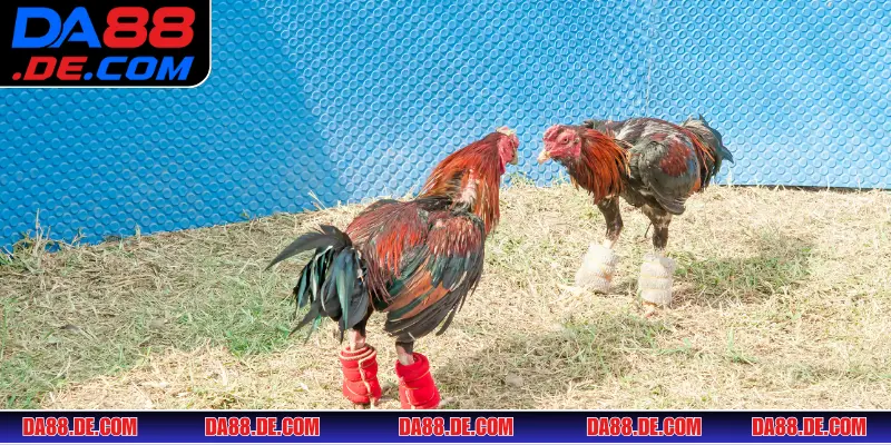 Thuật ngữ để nâng cao kỹ năng